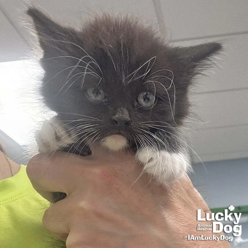 A baby medium-sized female Domestic Long Hair cat named Betsy for adoption in Washington, DC