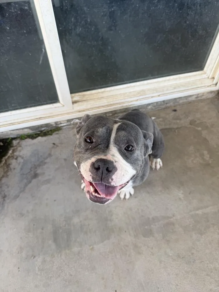 An adult medium-sized female Gray / Blue / Silver American Bully dog named Misty for adoption in La Grande, OR