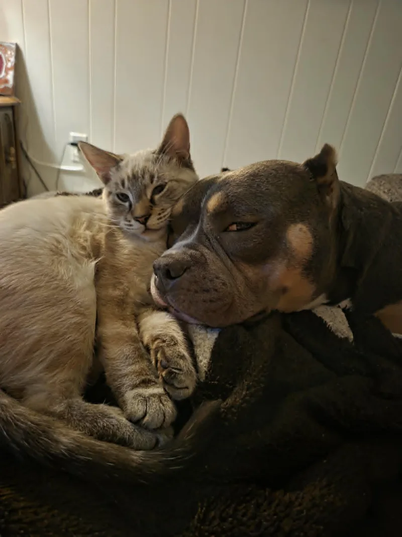 An adult medium-sized female Pit Bull Terrier dog named Sabina Katrina Luxmore for adoption in Charleston, SC