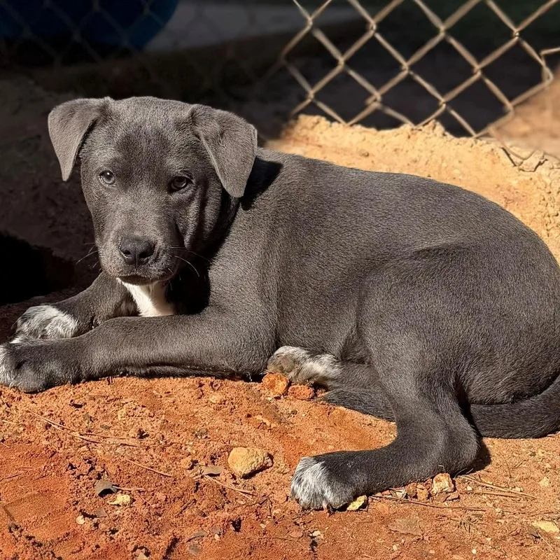 A young medium-sized female Gray / Blue / Silver Mixed Breed dog named Sutton for adoption in Summerdale, AL