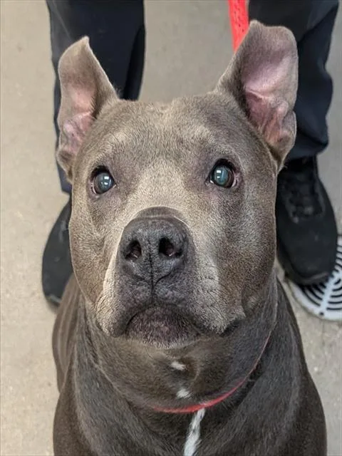 An adult large-sized female Pit Bull Terrier dog named Lexi for adoption in Tucson, AZ