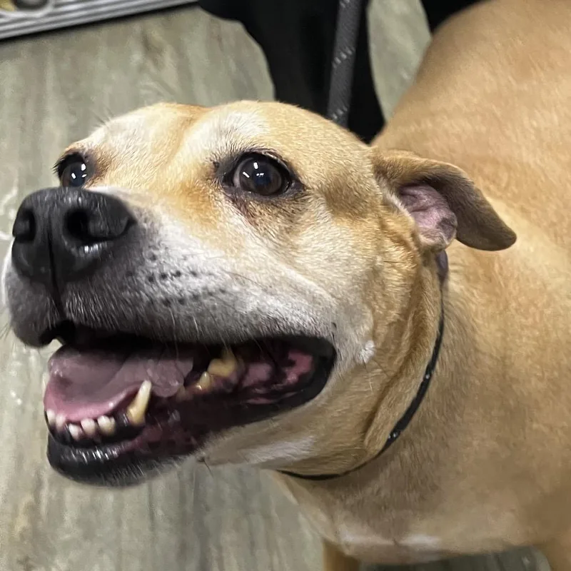 An adult medium-sized female Yellow / Tan / Blond / Fawn American Staffordshire Terrier dog named Roxie for adoption in Summerville, SC