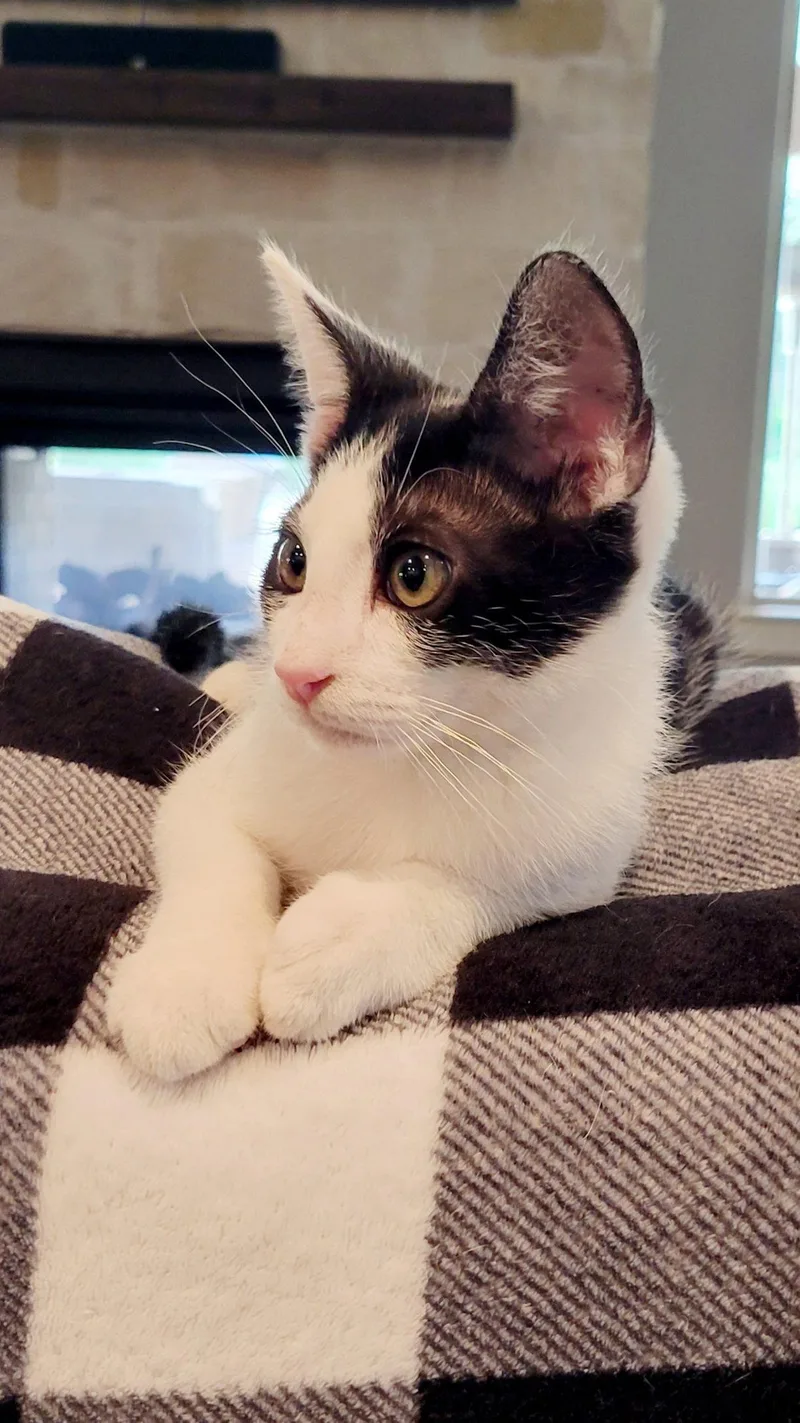 A baby medium-sized male Black & White / Tuxedo Domestic Short Hair cat named Jared for adoption in Rosenberg, TX