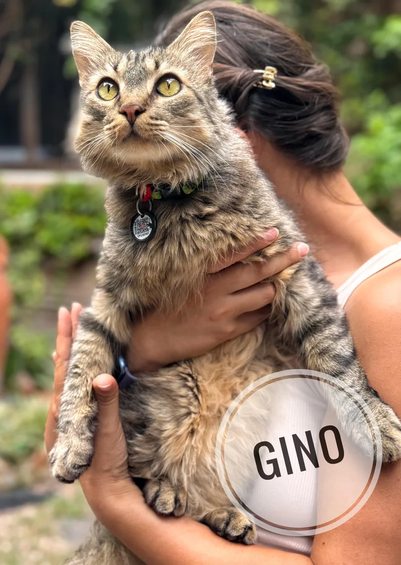 Gino