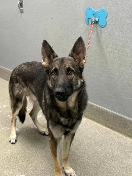 An adult medium-sized male Belgian Shepherd / Malinois dog named Snickers for adoption in Las Vegas, NV