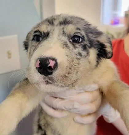 A baby medium-sized female Mixed Breed dog named Hollyn for adoption in West Chester, PA