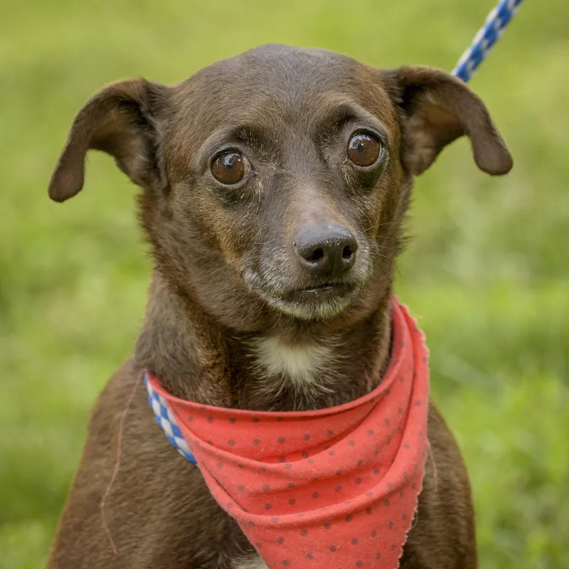 An adult small-sized female Brown / Chocolate Chihuahua dog named Fernanda for adoption in Lambertville, NJ