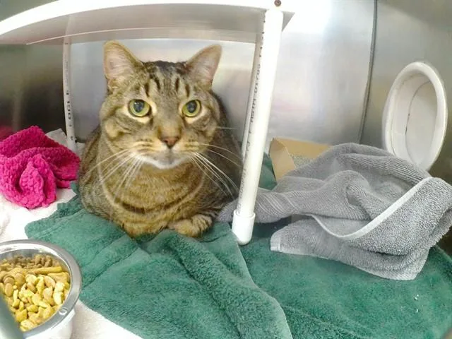 An adult large-sized male Domestic Short Hair cat named Leonardo for adoption in Omaha, NE