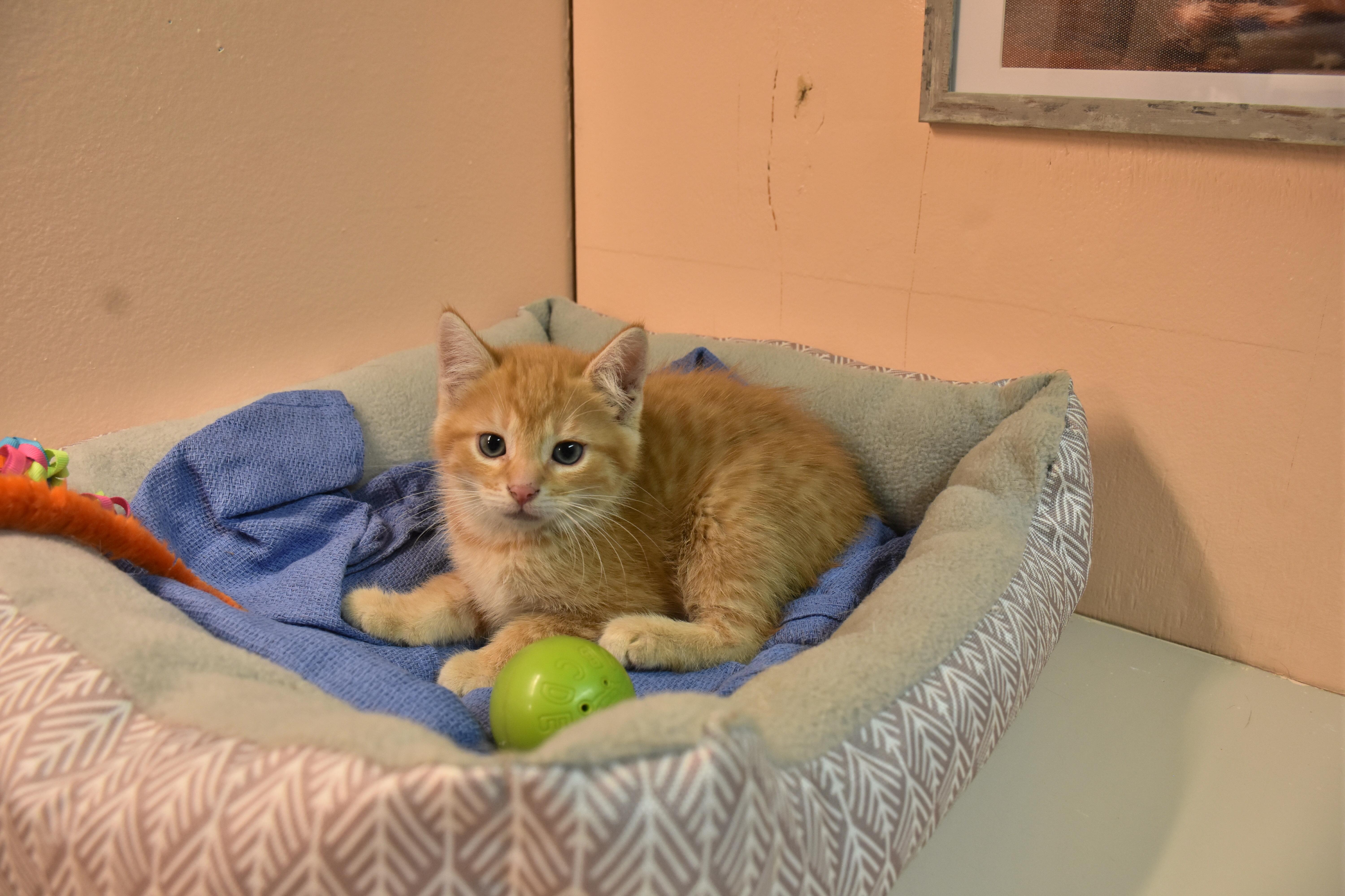 A baby small-sized female Orange / Red Domestic Short Hair cat named Peach for adoption in North Judson, IN