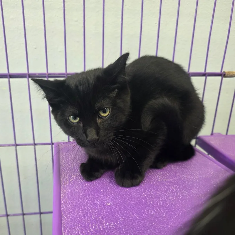 A baby small-sized male Black Domestic Short Hair cat named Midnite for adoption in Duncan, OK