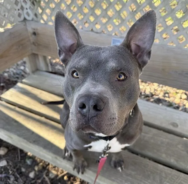 A young medium-sized male Boxer dog named Kerfuffle for adoption in Omaha, NE