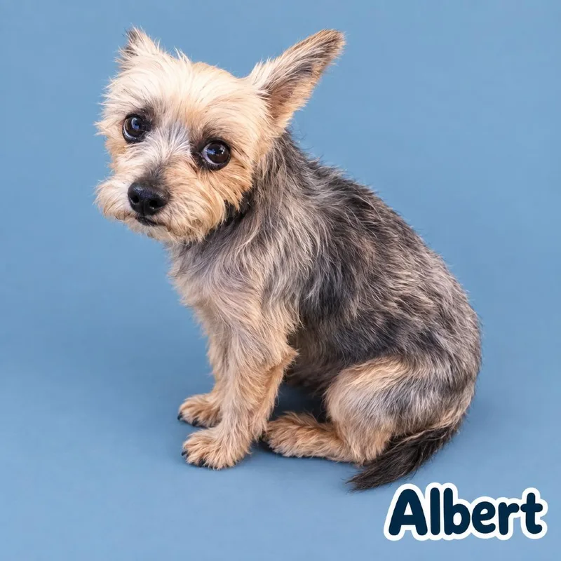 An adult small-sized male Yorkshire Terrier dog named Albert for adoption in Scottsdale, AZ