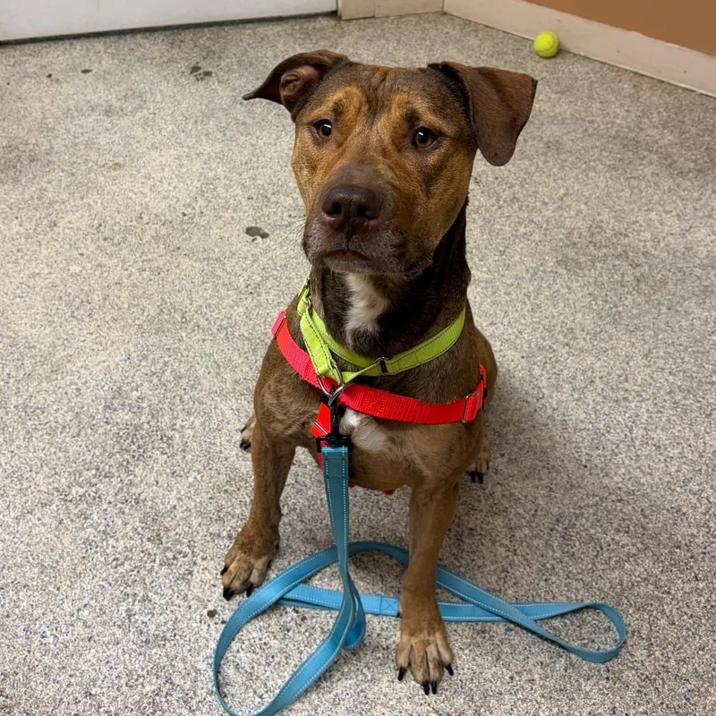 An adult medium-sized male Mixed Breed dog named King Calamari for adoption in Mentor, OH