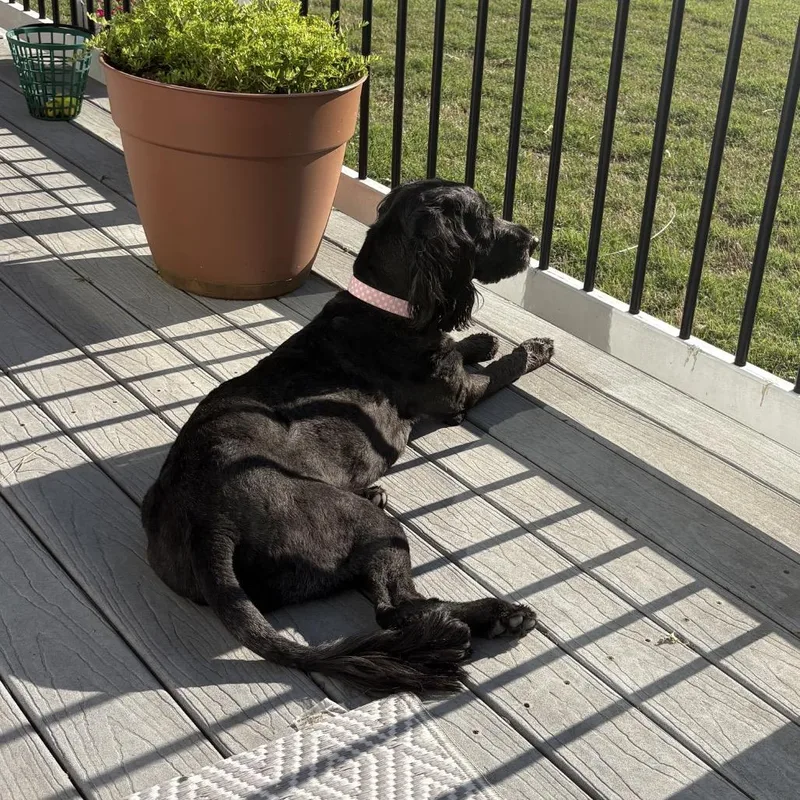 An adult medium-sized female Gray / Blue / Silver Standard Poodle dog named Coco for adoption in Pineville, MO