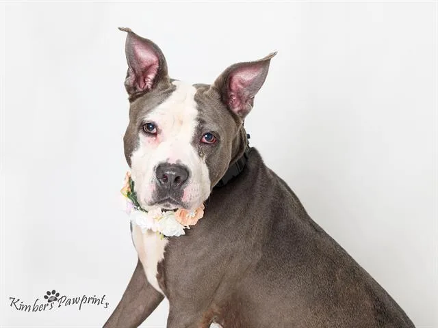 An adult large-sized female Boxer dog named Chichi for adoption in Omaha, NE