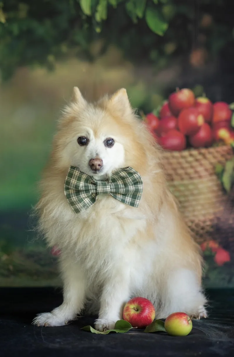 A senior small-sized male Pomeranian dog named Dusty for adoption in Indianapolis, IN