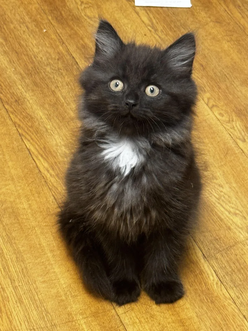 A baby small-sized male Domestic Long Hair cat named Prince Charming for adoption in Bethel Park, PA