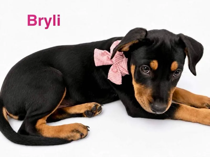 Bryli