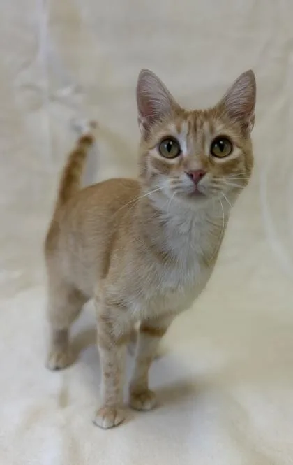 An adult small-sized female Domestic Short Hair cat named Peach for adoption in Buffalo, MN