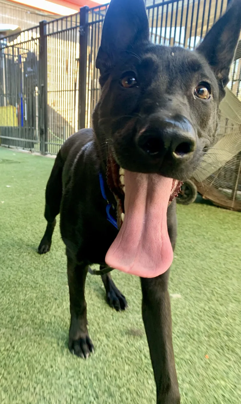 A baby large-sized male Shepherd dog named Enzo for adoption in Grass Valley, CA