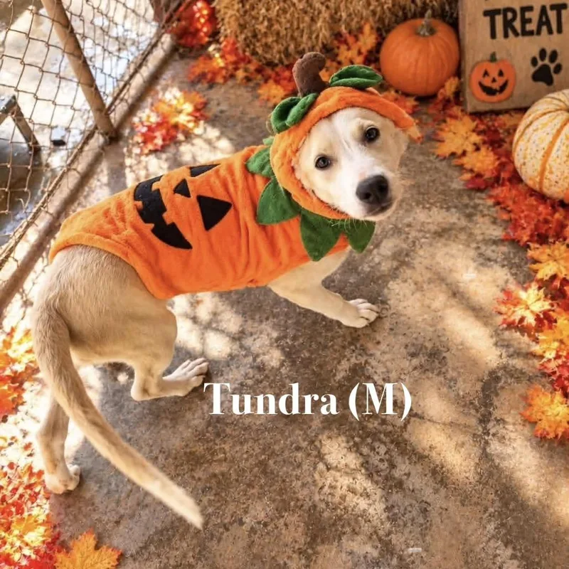 Tundra thumbnail 3
