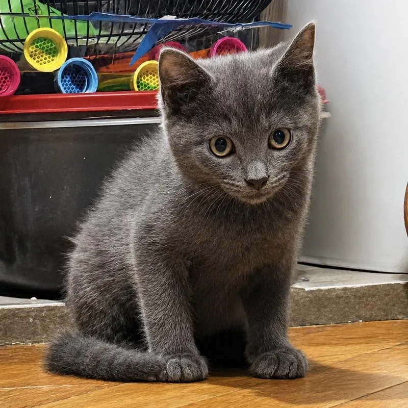 A baby small-sized female Gray / Blue / Silver Domestic Short Hair cat named Ootzer Dootzer Wootzer Doo for adoption in Spruce Pine, NC