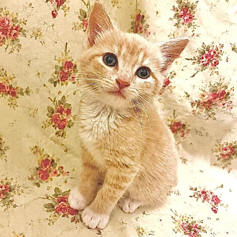 Timothy