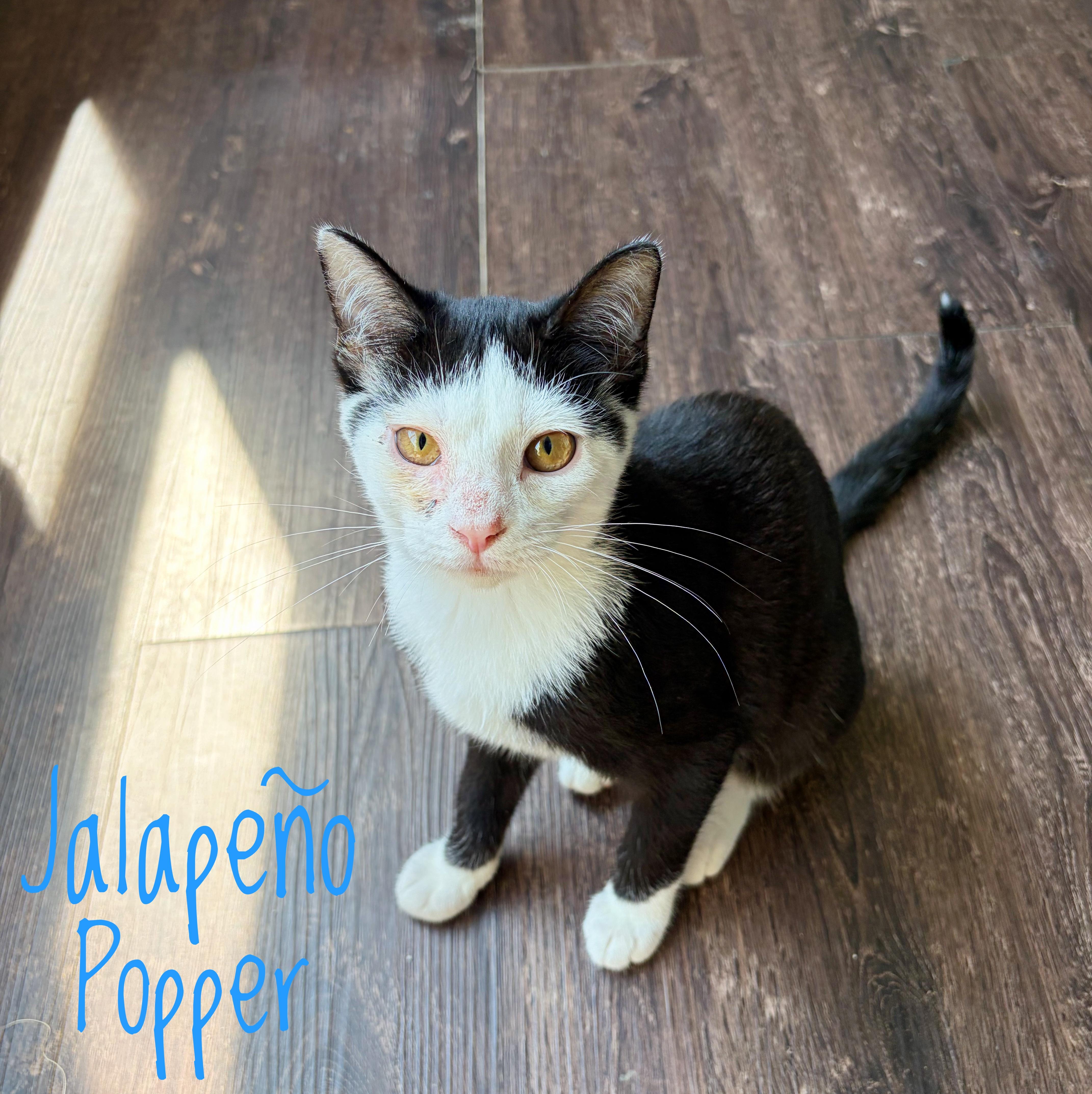 A baby medium-sized male Black Domestic Short Hair cat named Jalapeño Popper for adoption in Bethel, OH