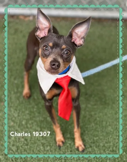 Charles thumbnail 2