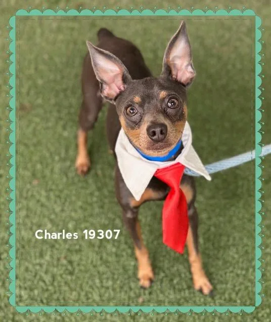 Charles thumbnail 3