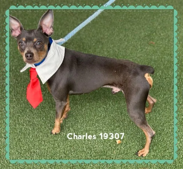 Charles thumbnail 4
