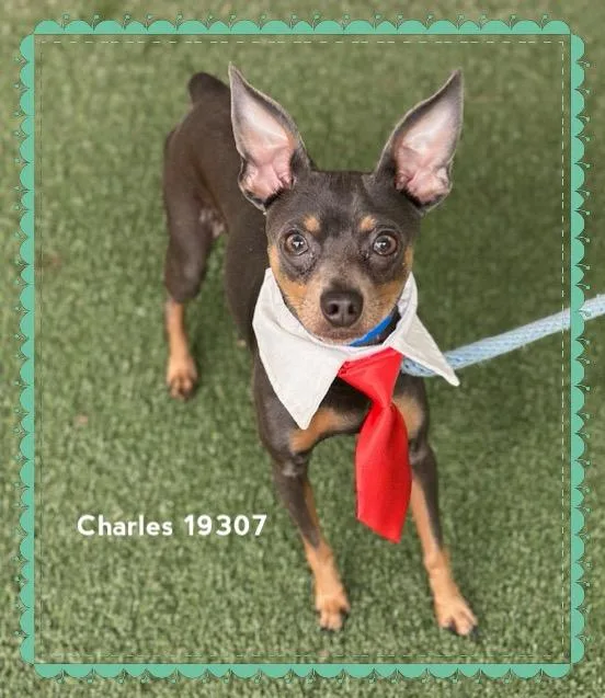Charles thumbnail 5