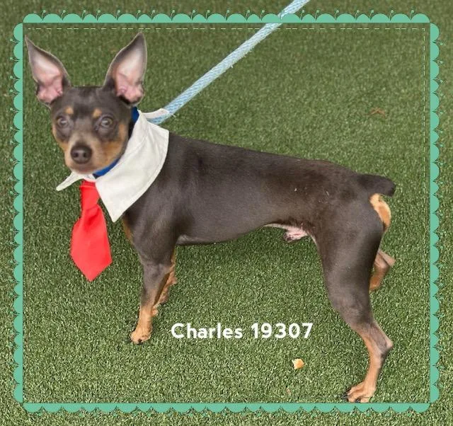 Charles thumbnail 6