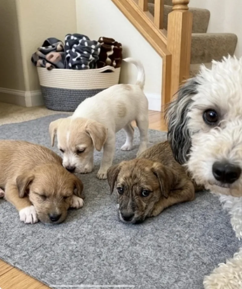 A baby small-sized male Pomapoo dog named Cecil for adoption in Casa Grande, AZ