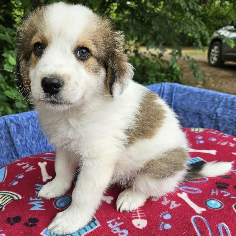 A baby medium-sized male Yellow / Tan / Blond / Fawn Australian Shepherd dog named Rigatoni for adoption in Pelham, NH