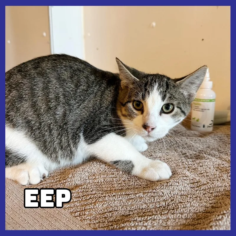 A baby medium-sized male Domestic Short Hair cat named Eep for adoption in Glenwood, MN