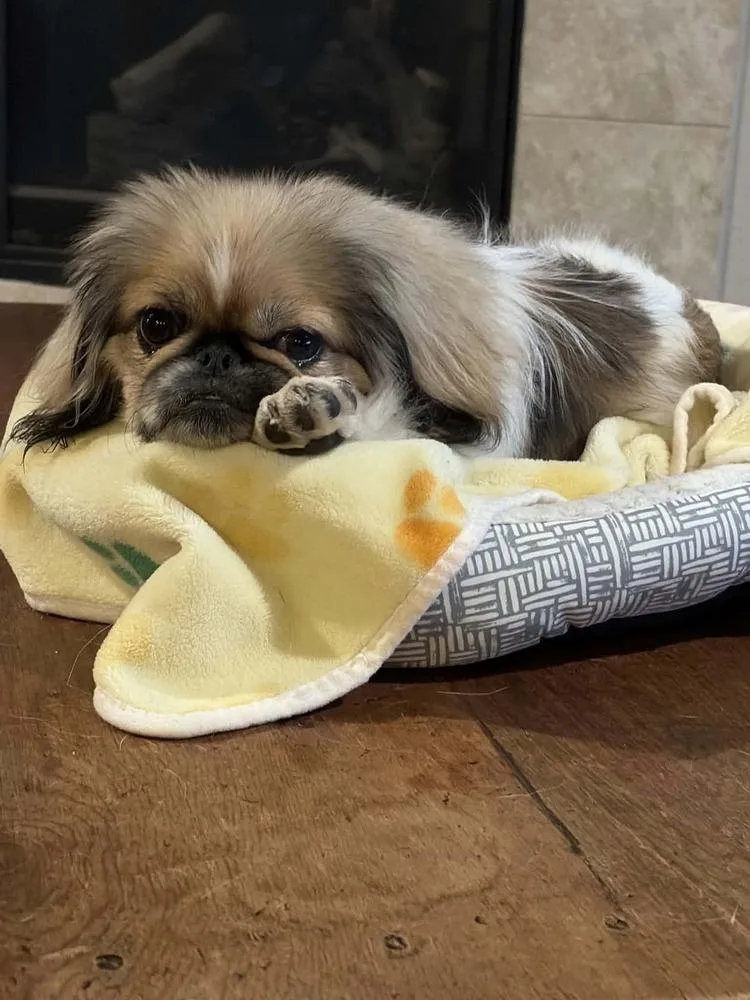 A young small-sized male Pekingese dog named Noodle for adoption in Aurora, CO