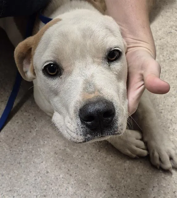 A young medium-sized female Pit Bull Terrier dog named Fallon for adoption in Bakersfield, CA