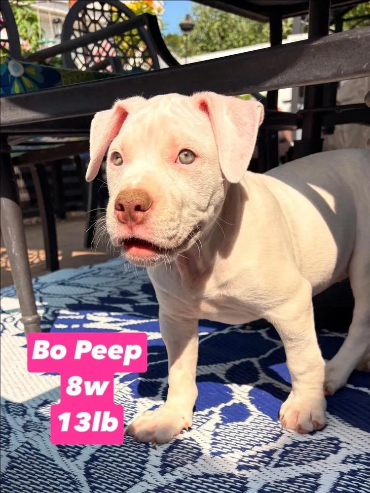 A baby medium-sized female White / Cream American Staffordshire Terrier dog named BoPeep for adoption in Valley Stream, NY