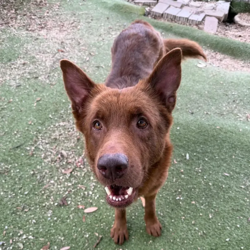 An adult large-sized male Brown / Chocolate Labrador Retriever dog named Bola for adoption in Austin, TX