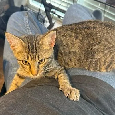 A young medium-sized male Brown / Chocolate Domestic Short Hair cat named Good Sam for adoption in Austin, TX