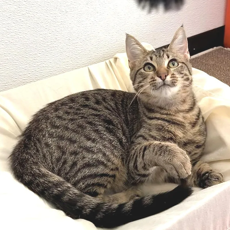 Good Sam thumbnail 3