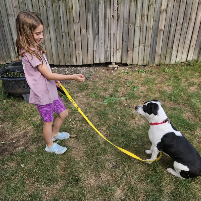 An adult medium-sized female Black Mixed Breed dog named Moonpie for adoption in Wheeling, IL