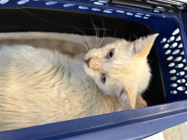 A senior small-sized male Domestic Short Hair cat named Morris for adoption in San Antonio, TX