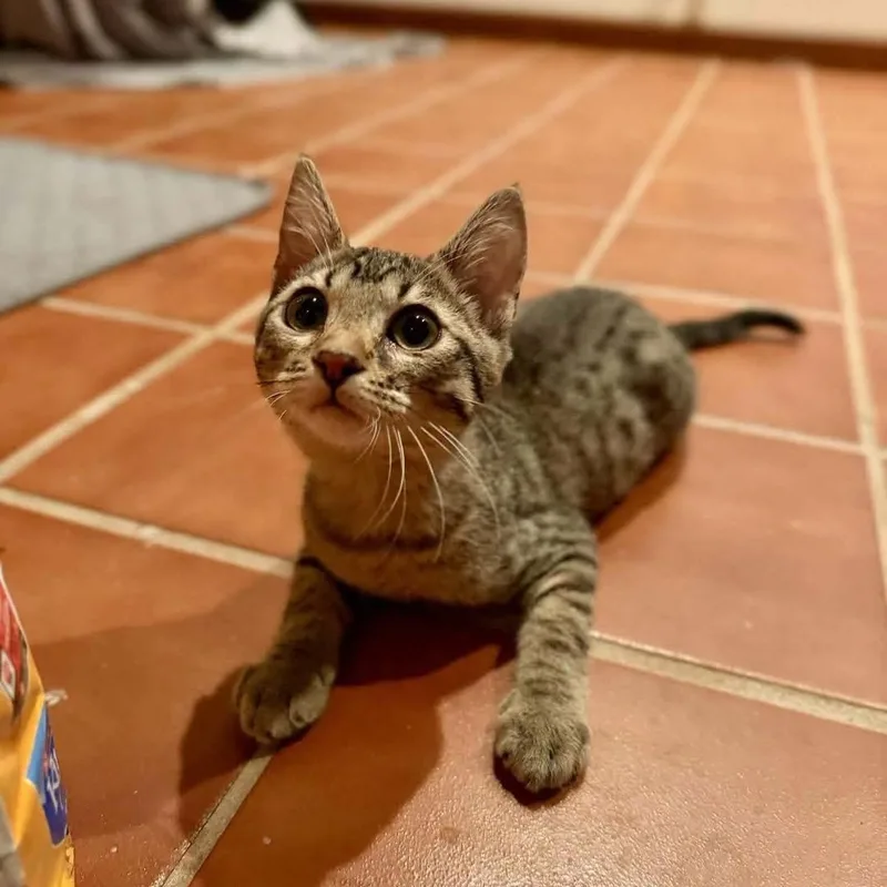 A baby medium-sized female Tabby (Gray / Blue / Silver) Domestic Short Hair cat named Sunny for adoption in Mount Sterling, IL