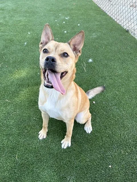 A young medium-sized female French Bulldog dog named Bailey for adoption in Castaic, CA