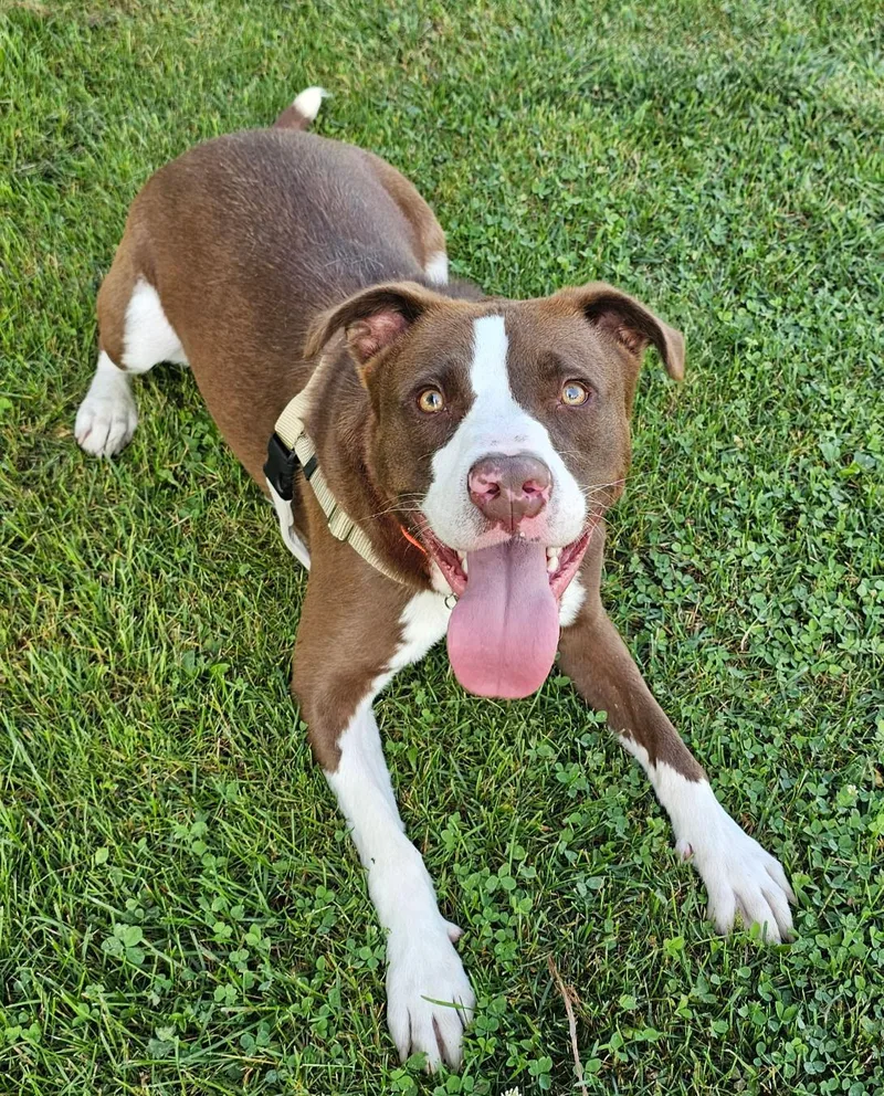 An adult medium-sized male Brown / Chocolate Pit Bull Terrier dog named Rocco for adoption in Lapeer, MI
