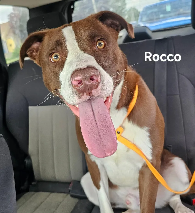 Rocco thumbnail 2