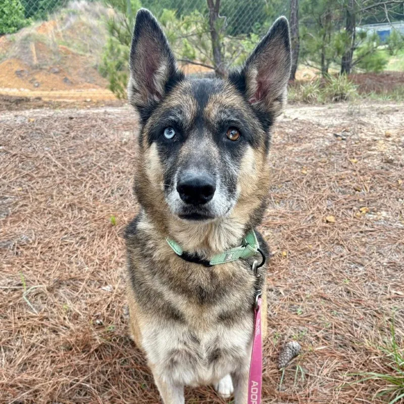 Nova