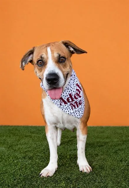 An adult large-sized female Terrier dog named Betsy for adoption in Miami, FL